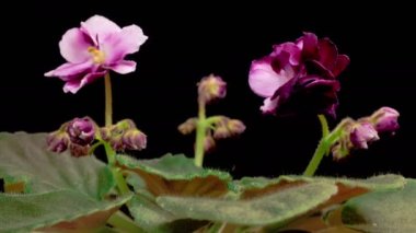 Saintpaulia Blossoms. Beautiful Time Lapse of Growing and Opening Magenta Saintpaulia African Violet on Black Background. 4K. 