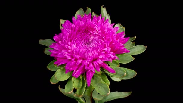 Magenta Aster Flower Blossoms Time Lapse Beautiful Magenta Aster Flower — Wideo stockowe