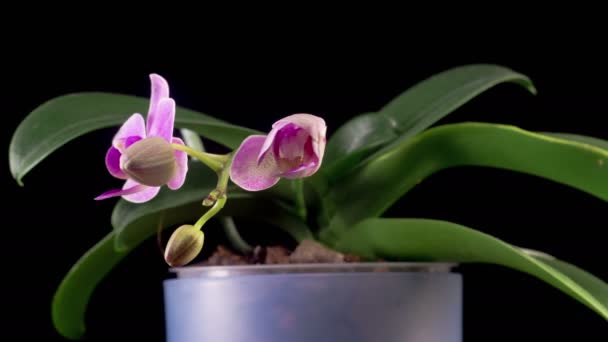 Orchid Blossoms Blooming Pink Orchid Phalaenopsis Flower Black Background Time — Video