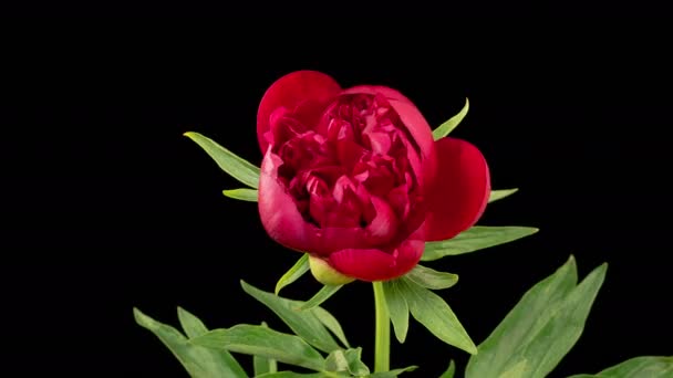 Peony Blossoms Time Lapse Opening Beautiful Red Peony Flowers Black — Video Stock