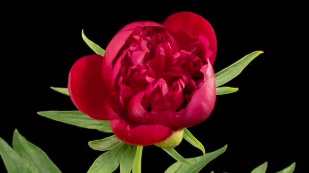 Peony Blossoms Czas Upływa Otwarcia Pięknych Czerwonych Piwonii Kwiaty Czarnym — Wideo stockowe