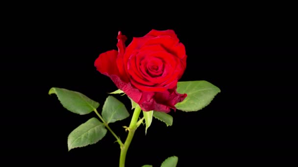 Rose Withering Beautiful Time Lapse Withering Red Rose Flowers Black — Vídeo de stock