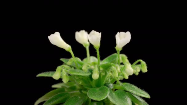 Saintpaulia Blossoms Beautiful Time Lapse Growing Opening White Saintpaulia Africana — Vídeo de stock