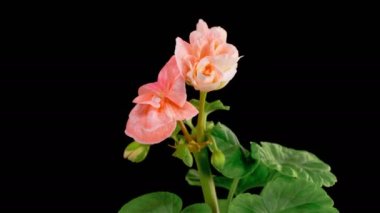 Pembe Geranium Pelargonium Çiçekleri. Kara Arkaplan 'da Pembe Geranium Pelargonium Çiçeği' nin Güzel Zaman Hızı. 4K.