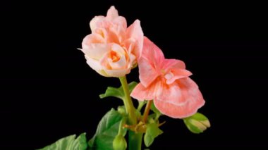 Pembe Geranium Pelargonium Çiçekleri. Kara Arkaplan 'da Pembe Geranium Pelargonium Çiçeği' nin Güzel Zaman Hızı. 4K.