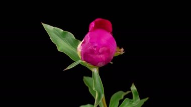 Peony Blossoms. Time Lapse of Opening Beautiful Pink Peony Flowers on Black Background. 4K.