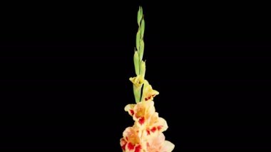 Yellow - Red Gladiolus Blossoms. Beautiful Time lapse of Opening Yellow - Red Gladiolus Flower on Black Background. 4K.