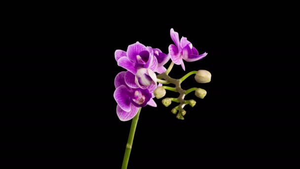Orchid Blossoms Blooming Purple Orchid Phalaenopsis Flower Black Background Purple — Vídeo de Stock