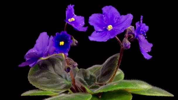 Святкова Квітка Сантапаулії Beautiful Time Lapse Growing Opening Violet Saintpaulia — стокове відео