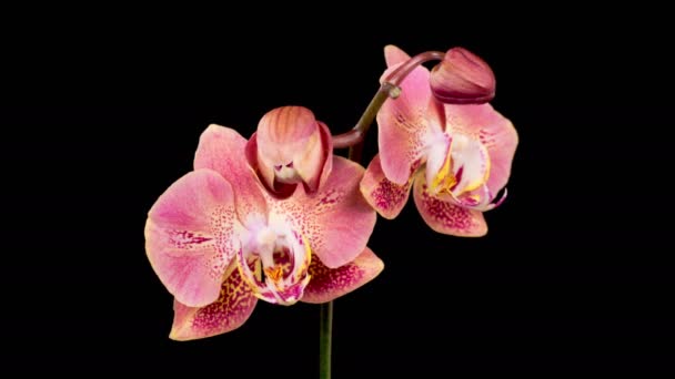 Orchid Blossoms Opening Beautiful Peach Orchid Phalaenopsis Flower Black Background — Wideo stockowe