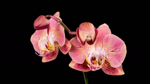 Orchid Blossoms Opening Beautiful Peach Orchid Phalaenopsis Flower Black Background — 图库视频影像