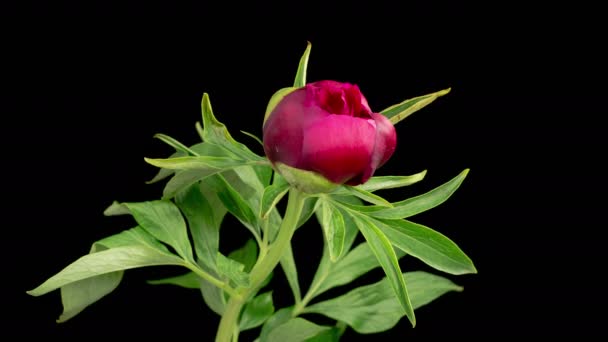 Peony Blossoms Time Lapse Opening Beautiful Red Peony Flowers Black — Stockvideo