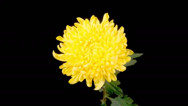 Time Lapse Beautiful Yellow Chrysanthemum Flower Opening Black Background Inglés — Vídeo de stock