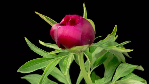 Цвіте Півонія Час Лапсе Відкриття Красивих Червоних Півоній Квітів Чорному — стокове відео