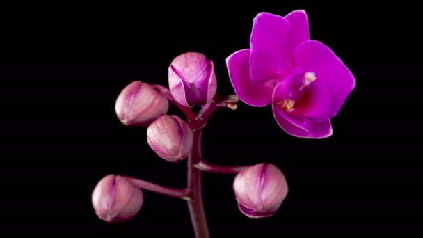 Orchid Blossoms Blooming Purple Orchid Phalaenopsis Flower Black Background Time — Vídeo de stock