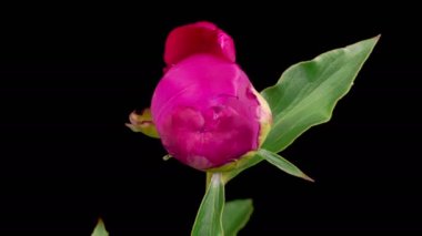 Peony Blossoms. Time Lapse of Opening Beautiful Pink Peony Flowers on Black Background. 4K.