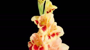 Yellow - Red Gladiolus Blossoms. Beautiful Time lapse of Opening Yellow - Red Gladiolus Flower on Black Background. 4K.