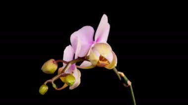 Orchid Blossoms. Blooming Pink Orchid Phalaenopsis Flower on Black Background. Time Lapse. 4K.