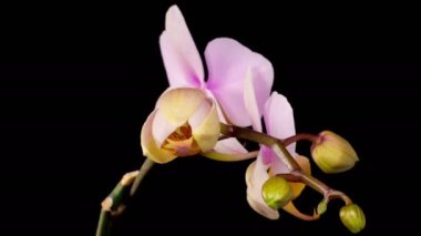 Orkide çiçekleri var. Çiçekli Pembe Orkide Phalaenopsis Çiçeği Kara Arkaplanda. Zaman aşımı. 4K.