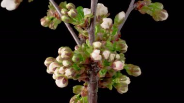 Kiraz çiçeği. Beyaz Çiçekler Kiraz Ağacı 'nda çiçek açıyor. Karanlık Arkaplan. Zaman aşımı. 4K.