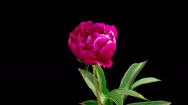 Şakayık çiçekleri. Kara Arkaplanda Güzel Kırmızı Şakayık Çiçekleri Açma Zamanı. 4K.