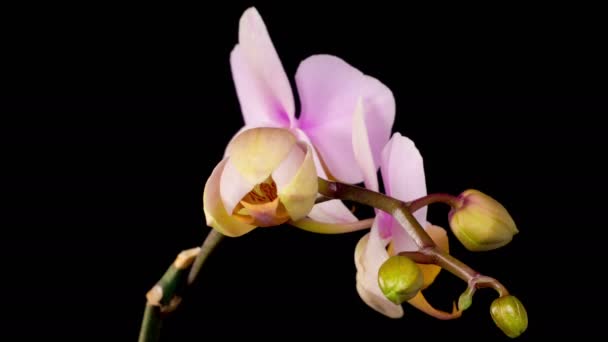 Orchid Blossoms Blooming Pink Orchid Phalaenopsis Flower Black Background Time — Stock Video