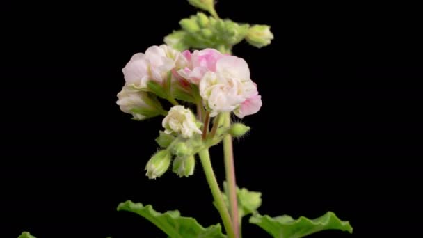 Pink Geranium Pelargonium Blossoms Beautiful Time Lapse Opening Pink Geranium — Stock Video