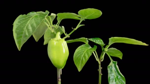 Όμορφη Χρονική Συνήθεια Της Ανάπτυξης Sweet Bell Peppers Φυτά Μαύρο — Αρχείο Βίντεο