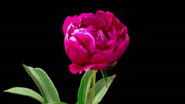 Peony Blossoms Time Lapse Opening Beautiful Red Peony Flowers Black — 비디오