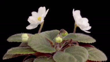 Saintpaulia Çiçekleri. Büyüme ve Beyaz Saintpaulia Afrikalı Violet 'in siyah arka planda açılışı. 4K.