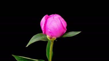 Peony Blossoms. Time Lapse of Opening Beautiful Pink Peony Flowers on Black Background. 4K.