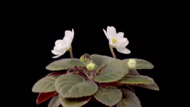 Saintpaulia Blossoms Beautiful Time Lapse Growing Opening White Saintpaulia Africana — Vídeo de stock