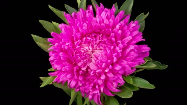 Magenta Aster Flower Blossoms Time Lapse Beautiful Magenta Aster Flower — Vídeo de stock