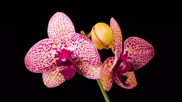 Orchideeënbloesems Bloeiende Rode Orchidee Phalaenopsis Bloem Zwarte Achtergrond Kleo Orchidee — Stockvideo