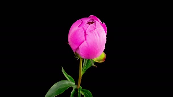 Peony Blossoms Time Lapse Opening Beautiful Pink Peony Flowers Black — Stock video