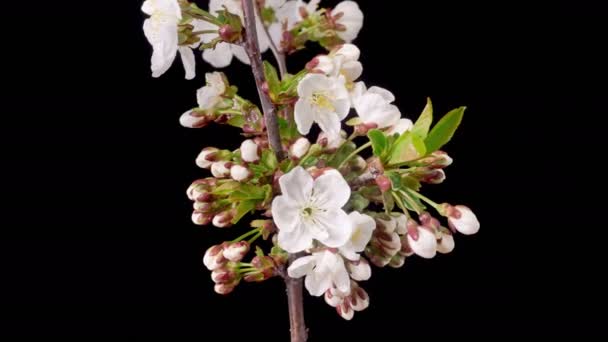 Cherry Blossom White Flowers Blossoms Branches Cherry Tree Dark Background — Stock Video