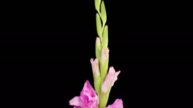 Pembe Gladiolus Çiçekleri. Açılış Pembe Gladiolus Çiçeği 'nin Kara Arkaplanda Güzel Zaman Süreleri. 4K.