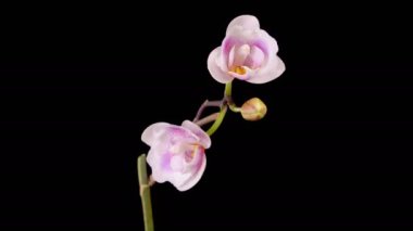 Orchid Blossoms. Blooming Pink Orchid Phalaenopsis Flower on Black Background. Time Lapse. 4K.