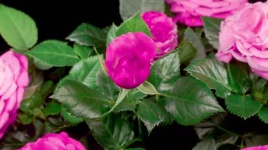 Roses Blossoms. Beautiful Time Lapse of Opening Purple Roses Flowers on Black Background. 4K.