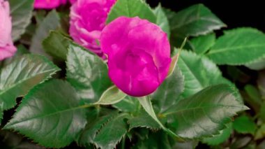 Roses Blossoms. Beautiful Time Lapse of Opening Purple Roses Flowers on Black Background. 4K.
