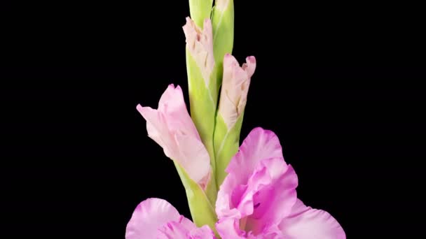 Różowe Kwiaty Gladiolus Piękny Czas Upływu Otwarcia Różowy Kwiat Gladiolus — Wideo stockowe