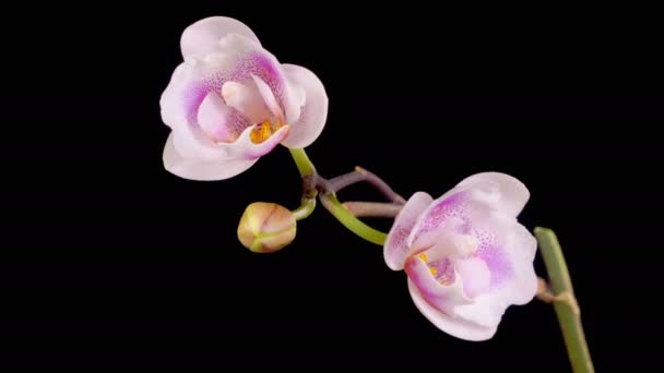Orchid Blossoms Blooming Pink Orchid Phalaenopsis Flower Black Background Time — Stock Video