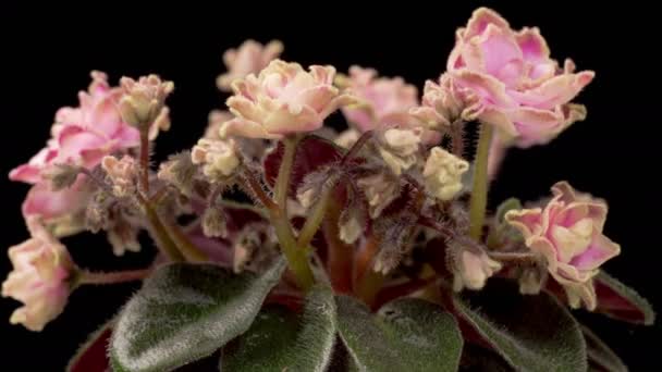 Saintpaulia Blossoms Beautiful Time Lapse Growing Opening Pink Saintpaulia Africana — Vídeo de stock