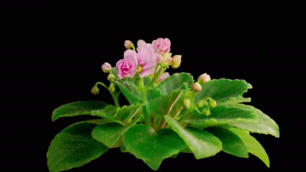 Saintpaulia Blossoms Krásná Time Lapse Rostoucí Otevírání Růžová Svatá Paulie — Stock video