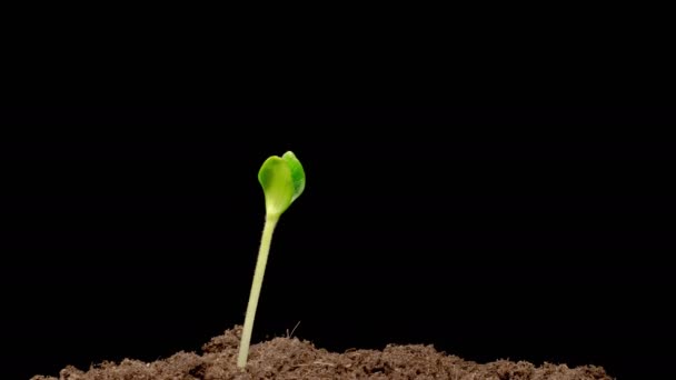 Piękny Czas Upływu Wzrostu Roślin Dyni Czarnym Tle — Wideo stockowe