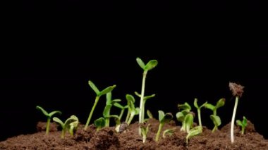 Beautiful Time Lapse of Growth Sunflowers Plants Against a Black Background. 4K.