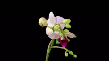 Orkide çiçekleri var. Çiçekli Beyaz Orkide Siyah Arkaplanda Phalaenopsis Çiçeği. Zaman aşımı. Kırmızı Dudak Orkidesi. 4K.