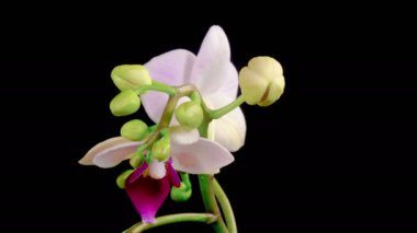 Orchid Blossoms. Blooming White Orchid Phalaenopsis Flower on Black Background. Time Lapse. Red Lip Orchid. 4K.