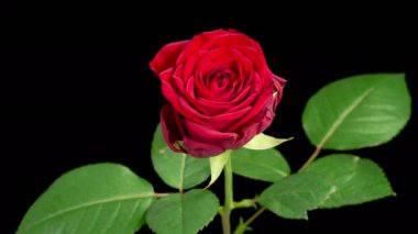 Rose Blossoms. Beautiful Time Lapse of Blooming Red Rose Flowers on Black Background. 4K.