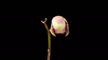 Orchid Blossoms. Blooming Yellow - Magenta Orchid Phalaenopsis Flower on Black Background. Big Bang Orchid. Time Lapse. 4K.